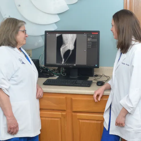 Two veterinarians observing a scan on a computer screen